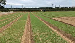 Spinach growers take charge of future weed control